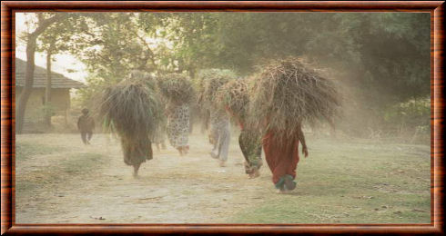 Coupe d'herbes à Chitwan