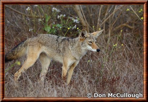 Coyote baie de Bodega, Californie.jpg