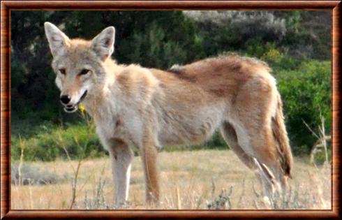 Coyote des plaines (Canis latrans latrans)