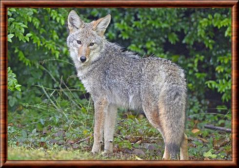 Coyote (Canis latrans)