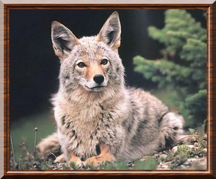 Coyote 06