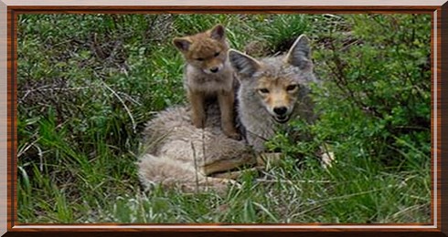 Coyote 07