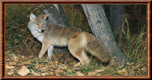 Coyote de l'Est