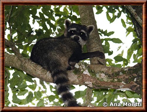 Crab-eating raccoon (Procyon cancrivorus)