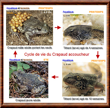 Crapaud 02