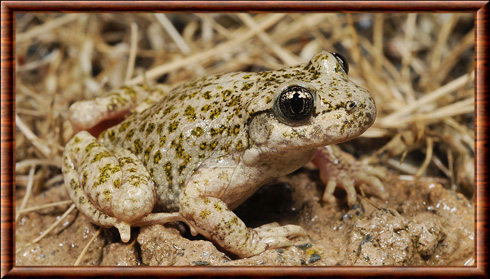 Crapaud accoucheur d'Andalousie (Alytes dickhilleni)