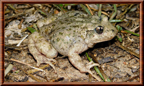 Crapaud accoucheur d'Andalousie 01