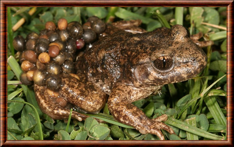 Crapaud accoucheur d'Andalousie 02