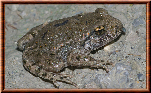 Crapaud accoucheur commun 02