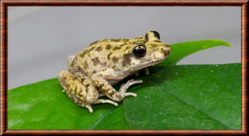 Crapaud accoucheur de Majorque (Alytes muletensis)