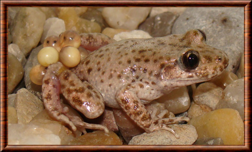 Crapaud accoucheur de Majorque 02