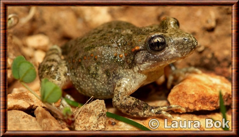 Crapaud accoucheur du Maroc (Alytes maurus)