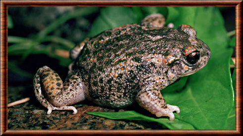 Crapaud ibérique (Alytes cisternasii)