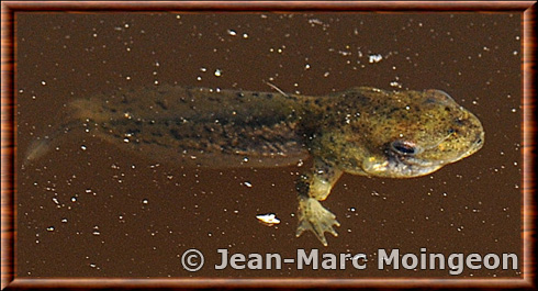 Crapaud ibérique 01