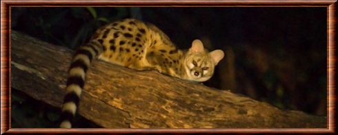 Crested genet