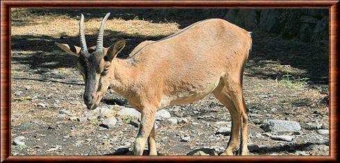 Cretan goat