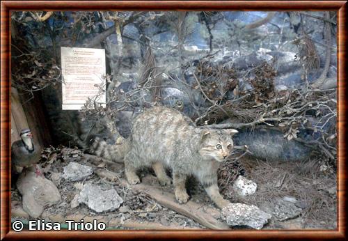 Cretan wildcat (Felis silvestris cretensis)