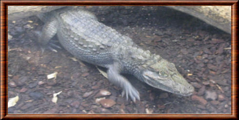 Crocodile