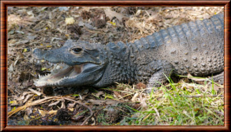 Crocodile 03