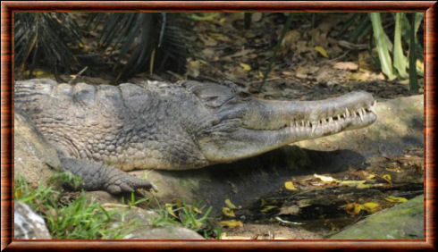 Crocodile 09