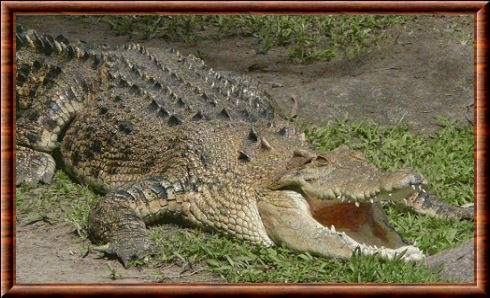Crocodile à double crête