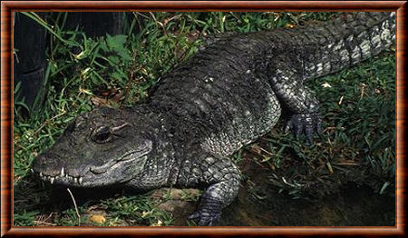 Crocodile à front large