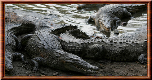 Crocodile américain (Crocodylus acutus)