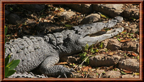 Crocodile américain 03