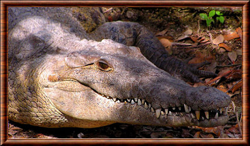 Crocodile américain 04