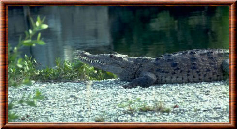 Crocodile américain 05