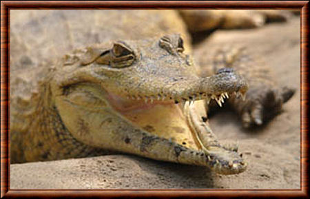 Crocodile à nuque cuirassée
