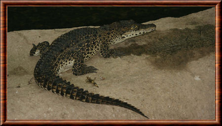 Crocodile cubain