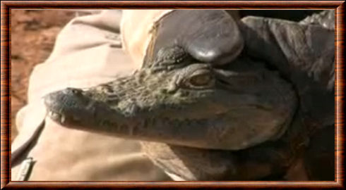 Crocodile d'Afrique de l'Ouest 01