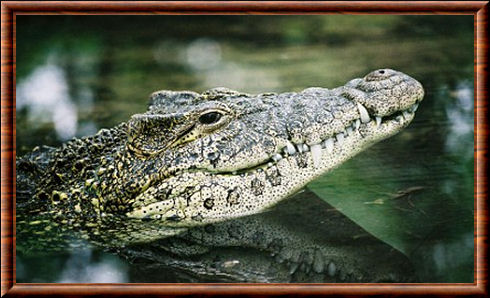 Crocodile de Cuba (Crocodylus rhombifer)