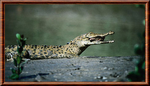 Crocodile de Johnston 03