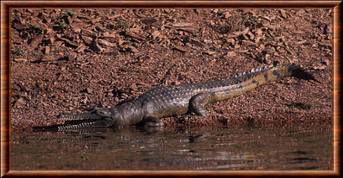 Crocodile de Johnston 05