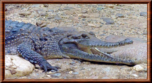 Crocodile de Johnston 07