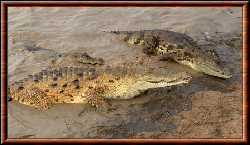 Crocodile de l'Orénoque