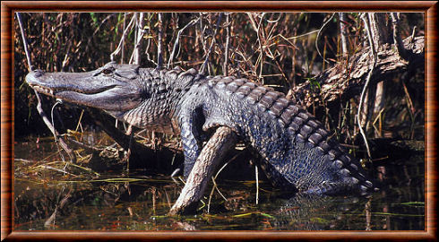 Crocodile de l'Orénoque 01