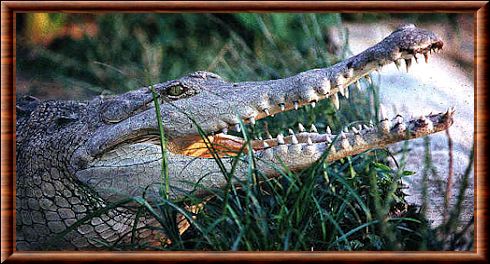 Crocodile de l'Orénoque 02