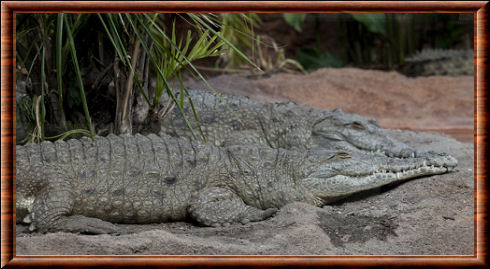 Crocodile de l'Orénoque 05
