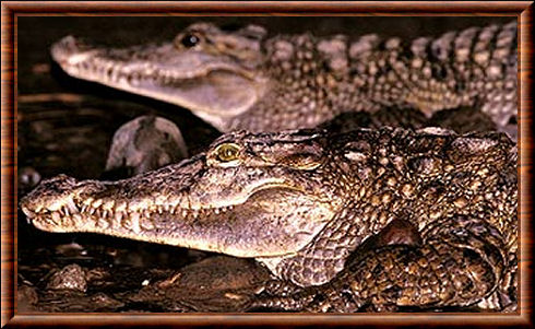 Crocodile de Nouvelle-Guinée (Crocodylus novaeguineae)