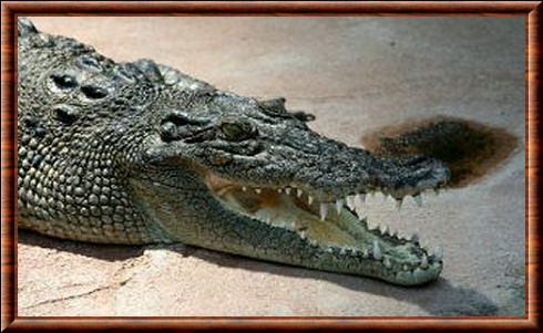 Crocodile de Nouvelle-Guinée 01