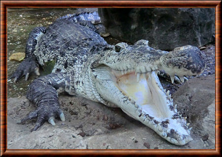 Crocodile de Nouvelle-Guinée 02