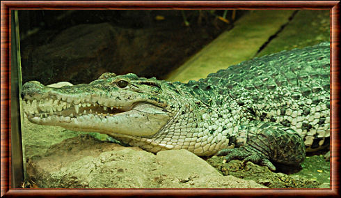Crocodile de Nouvelle-Guinée 03
