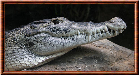 Crocodile de Nouvelle-Guinée 04