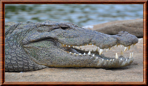 Crocodile des marais 01