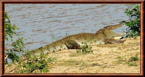 Crocodile des marais 03