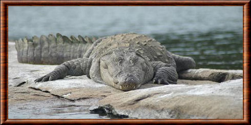 Crocodile des marais 05