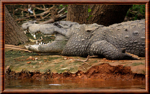 Crocodile des marais 06